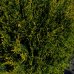 Cyprusovec leylandský (Cupressocyparis leylandii) ´CASTLEWELLAND GOLD´ (-18°C) - 130-150cm, kont. C30L - GUĽA NA KMIENKU